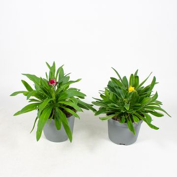 Xerochrysum bracteatum MIX