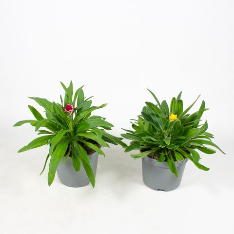 Xerochrysum bracteatum MIX