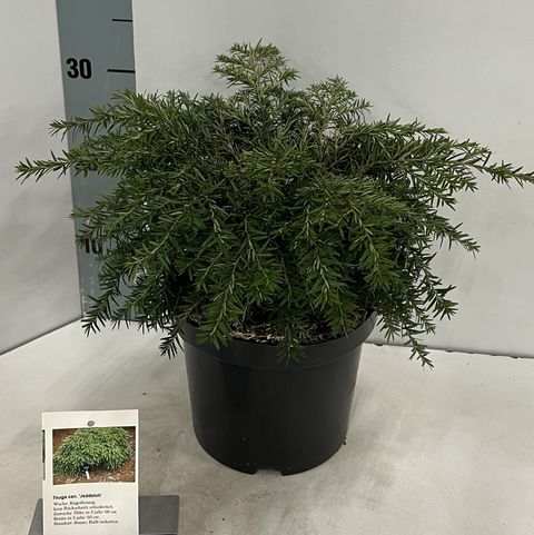 Tsuga canadensis 'Jeddeloh'