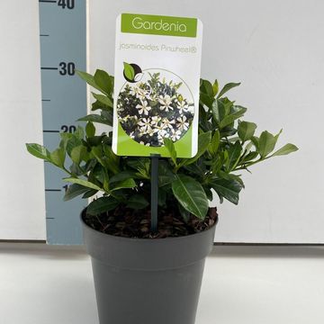 Gardenia jasminoides PINWHEEL