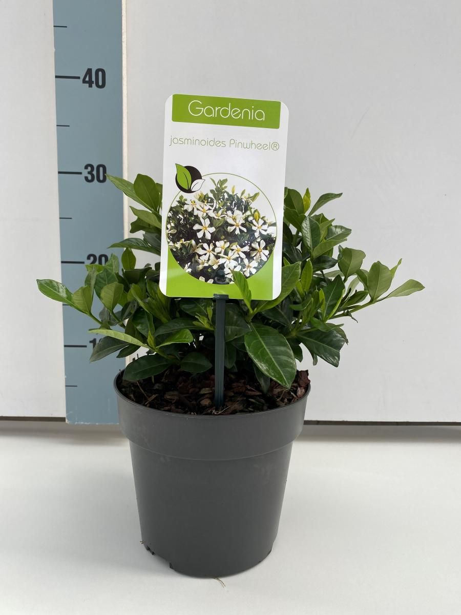 Gardenia jasminoides PINWHEEL — Mayorista de plantas FlorAccess