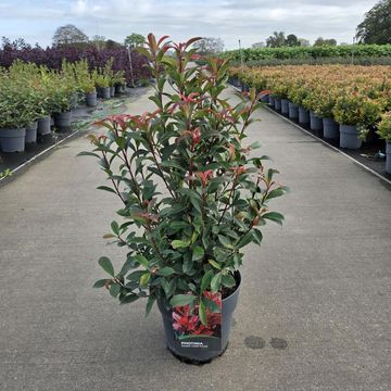 Photinia x fraseri CARRÉ ROUGE