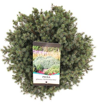Picea glauca 'Echiniformis'