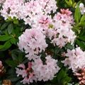 Rhododendron BLOOMBUX PINK