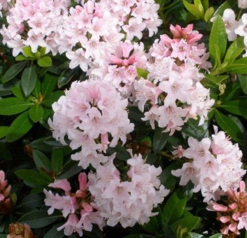 Rhododendron BLOOMBUX PINK