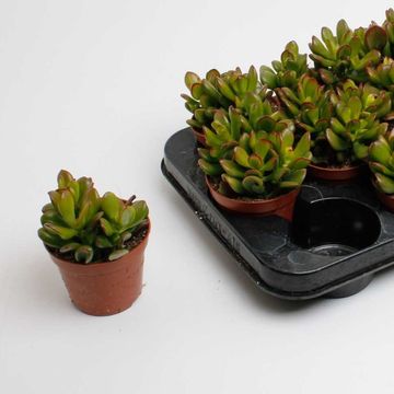 Crassula ovata 'Convoluta'