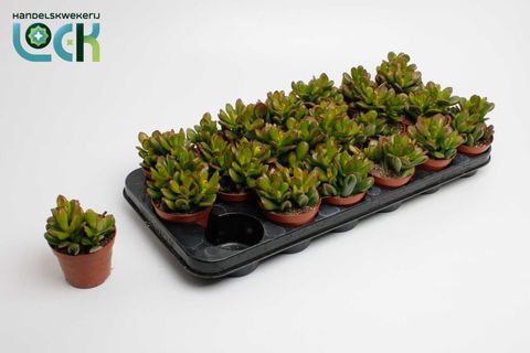 Crassula ovata 'Convoluta'