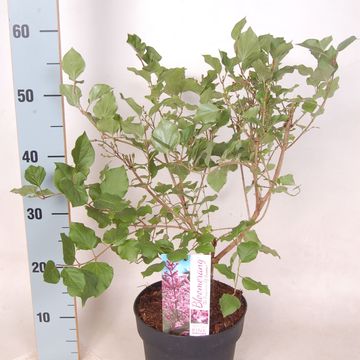 Syringa BLOOMERANG PINK PERFUME