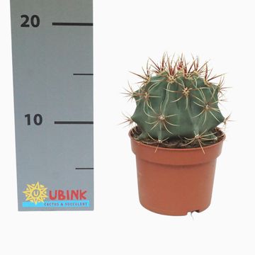 Ferocactus histrix