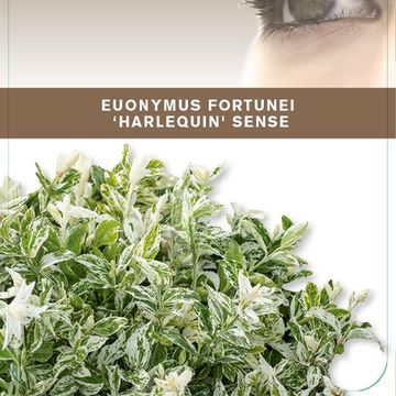 Euonymus fortunei 'Harlequin'