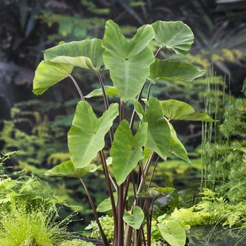 Colocasia esculenta