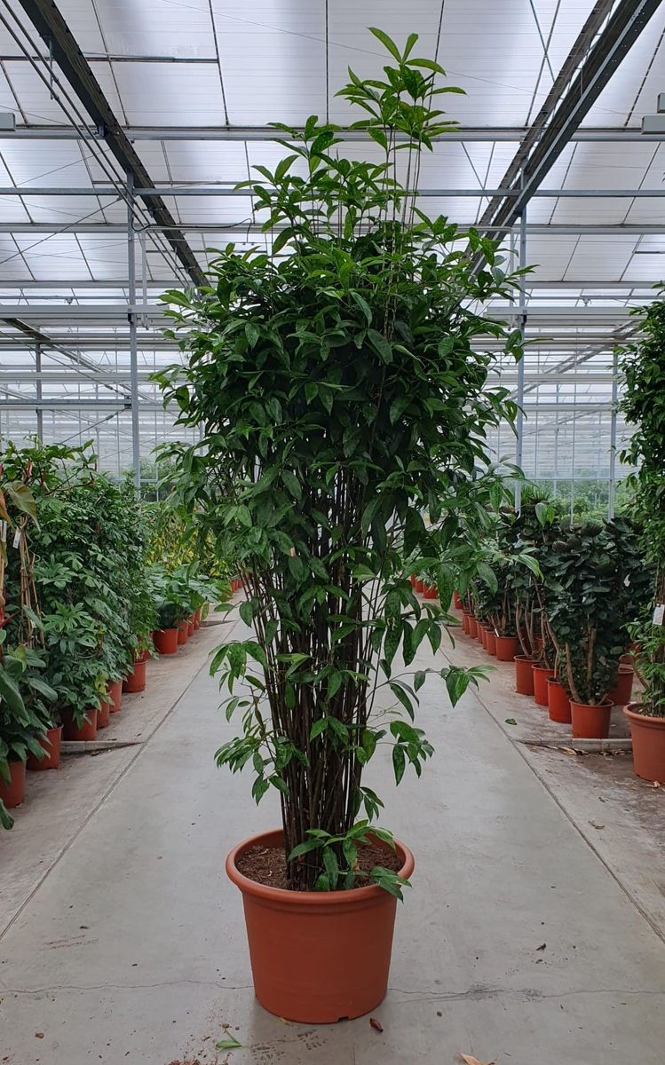 money tree plant pots Money Tree | Indoor Plants main image 0