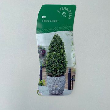 Ilex crenata 'Stokes'