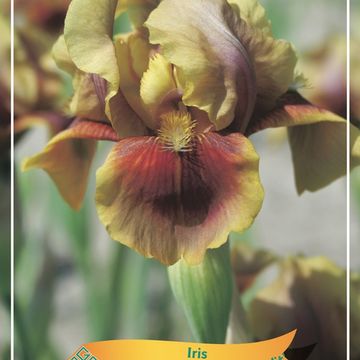 Iris 'Oklahoma Bandit'