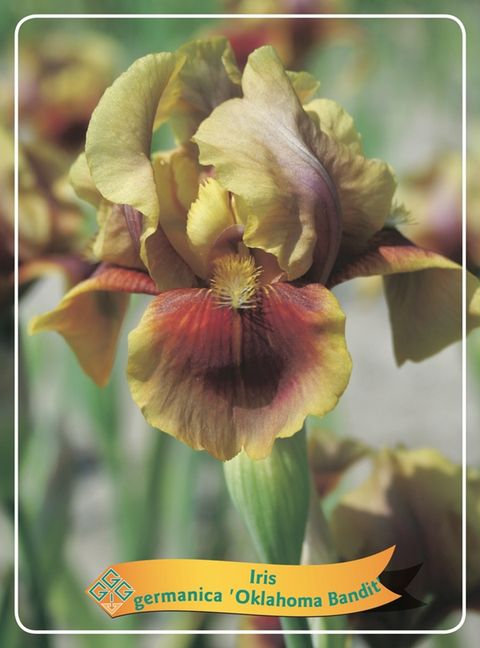 Iris 'Oklahoma Bandit'