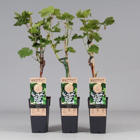 Vitis 'Romeo'