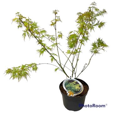 Acer palmatum 'Seiryu'