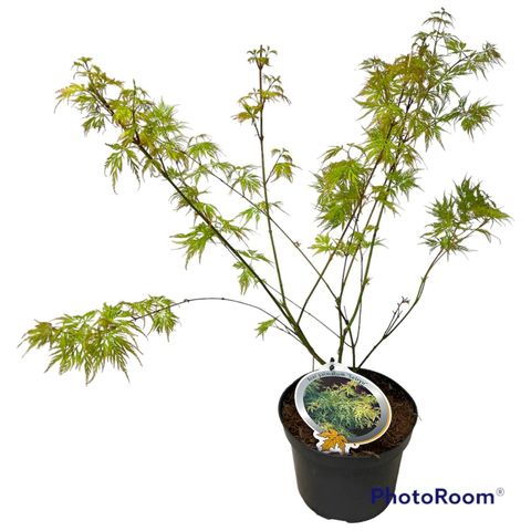Acer palmatum 'Seiryu'
