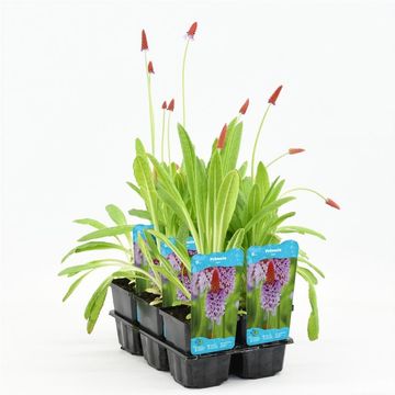 Primula vialii