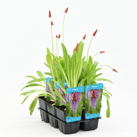 Primula vialii