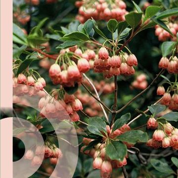 Enkianthus campanulatus