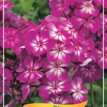 Phlox 'Tatjana'