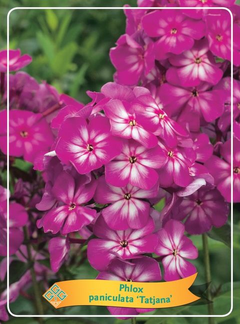 Phlox 'Tatjana'