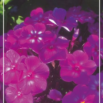 Phlox 'Roberta'