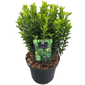 Euonymus japonicus 'Green Spire'
