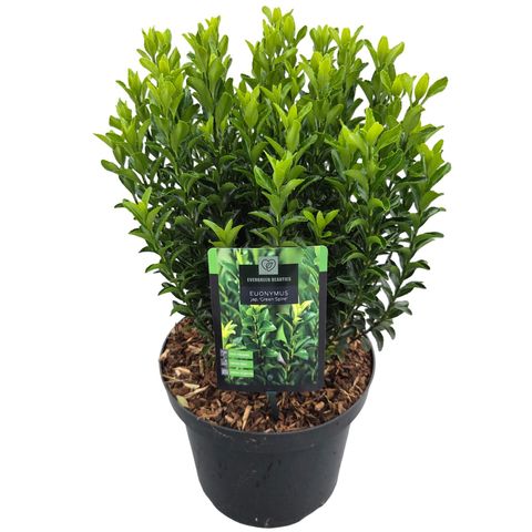 Euonymus japonicus 'Green Spire'