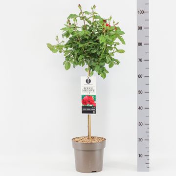 Rosa ROUGE MEILOVE