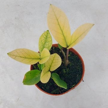 Zamioculcas zamiifolia 'Chameleon'