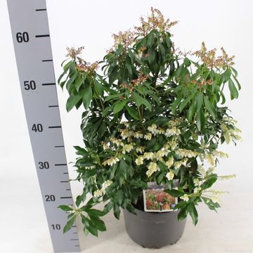 Pieris japonica 'Бонфаер'