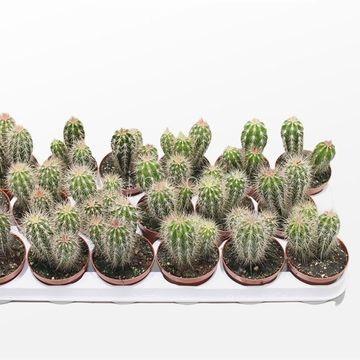 Pachycereus pringlei