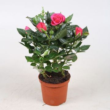 Rosa FAVOURITE ROSES MIX