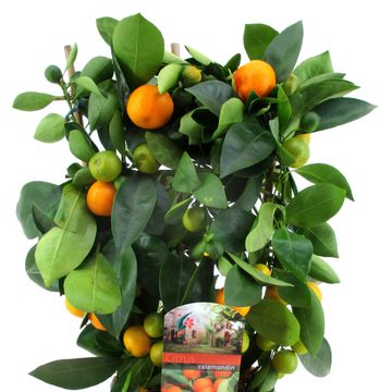 Citrus x microcarpa