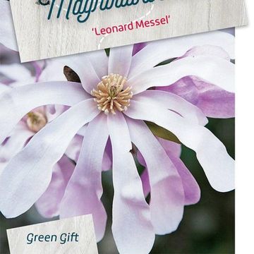 Magnolia x loebneri 'Leonard Messel'