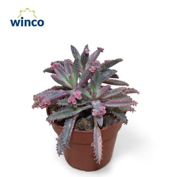 Kalanchoe daigremontiana 'Pink Butterflies'