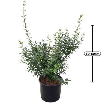 Sarcococca ruscifolia