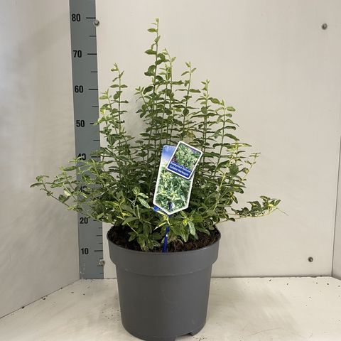 Euonymus fortunei GOLDEN HARLEQUIN