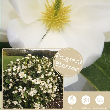 Magnolia FAIRY MAGNOLIA CREAM