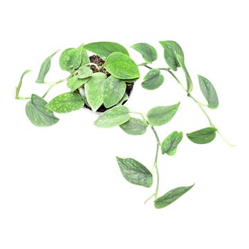 Scindapsus Sp Borneo