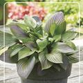 Hosta 'First Blush'