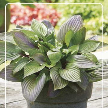 Hosta 'First Blush'