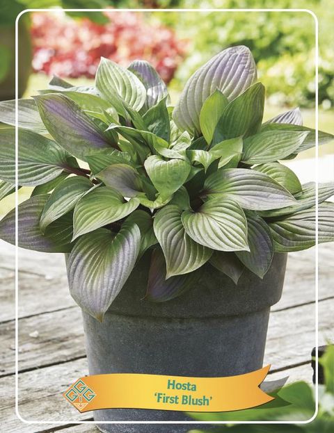 Hosta 'First Blush'