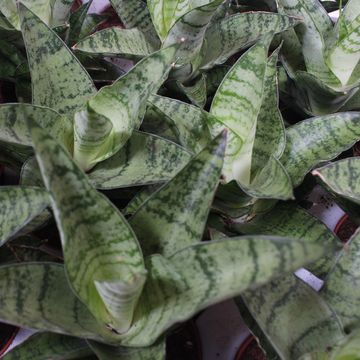 Sansevieria 'Tough Lady'