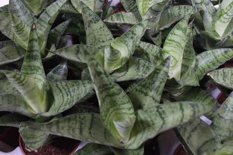 Sansevieria 'Tough Lady'