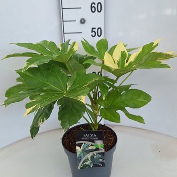Fatsia japonica 'Variegata'