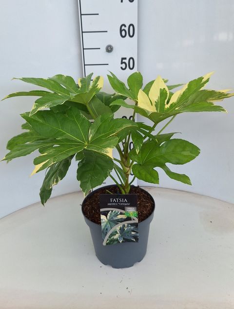 Fatsia japonica 'Variegata'