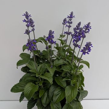 Salvia MYSTIC SPIRES BLUE